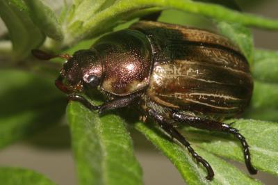 Hanneton bronzé Anomala dubia (Scopoli, 1763)