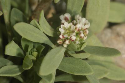 Corrigiole des grèves, Courroyette des sables Corrigiola littoralis L., 1753