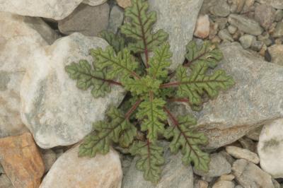 Chénopode à grappes Dysphania botrys (L.) Mosyakin & Clemants, 2002