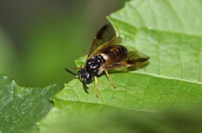 Mouche-à-scie à quatre bandes jaunes Arge rustica (Linnaeus, 1758)
