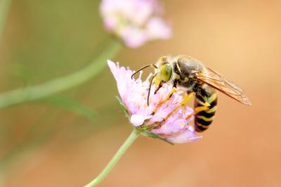  Bembix rostrata (Linnaeus, 1758)