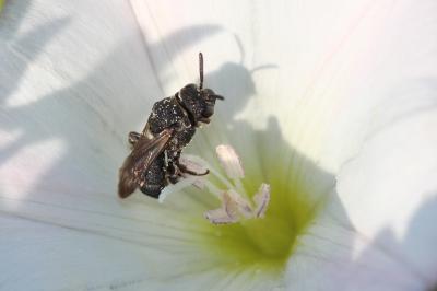  Biastes brevicornis (Panzer, 1798)