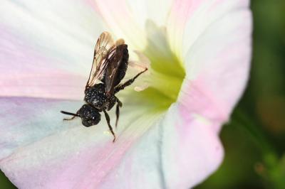  Biastes brevicornis (Panzer, 1798)