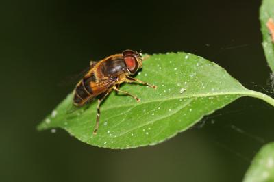 Eristalis similis (Fallén, 1817)