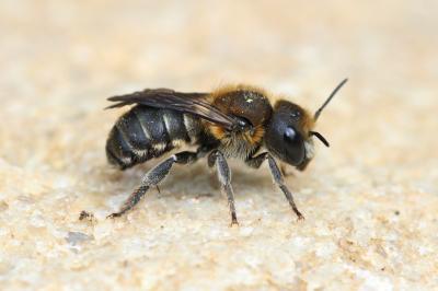  Osmia melanogaster Spinola, 1808