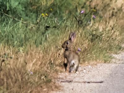 Lapin de garenne Oryctolagus cuniculus (Linnaeus, 1758)