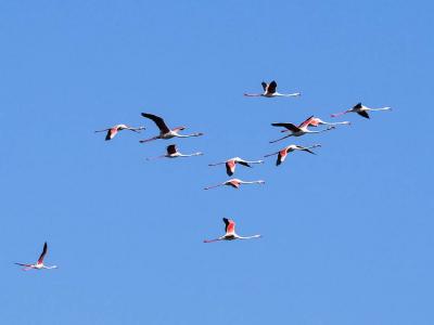 Flamant rose Phoenicopterus roseus Pallas, 1811