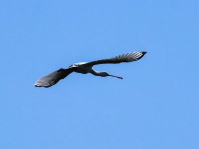 Spatule blanche Platalea leucorodia Linnaeus, 1758