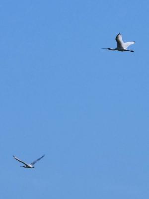 Spatule blanche Platalea leucorodia Linnaeus, 1758
