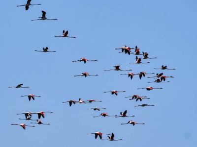 Flamant rose Phoenicopterus roseus Pallas, 1811