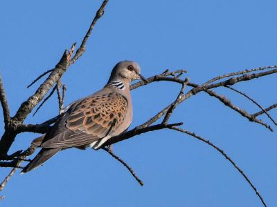 Tourterelle des bois Streptopelia turtur (Linnaeus, 1758)