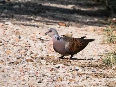 Tourterelle des bois Streptopelia turtur (Linnaeus, 1758)