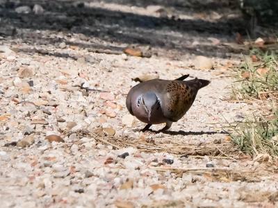 Tourterelle des bois Streptopelia turtur (Linnaeus, 1758)