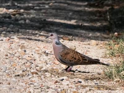 Tourterelle des bois Streptopelia turtur (Linnaeus, 1758)