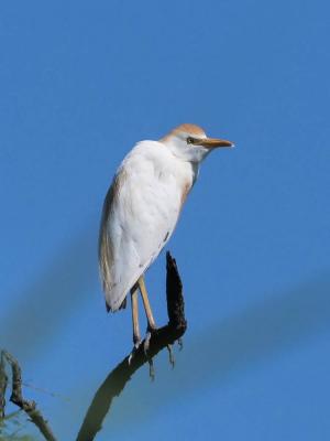 Héron garde-boeufs Bubulcus ibis (Linnaeus, 1758)