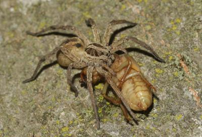 Lycose tarentuline Hogna radiata (Latreille, 1817)