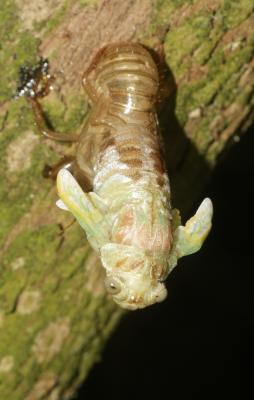Cigale grise (la), Cigale de l'orne (la), Cigale p Cicada orni Linnaeus, 1758
