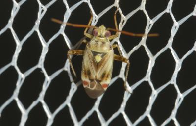  Polymerus vulneratus (Panzer, 1806)