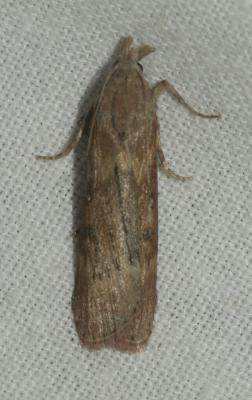  Lamoria anella (Denis & Schiffermüller, 1775)