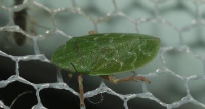  Tettigometra sulphurea Mulsant & Rey, 1855