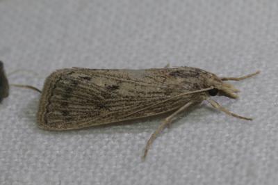  Chilo pulverosellus Ragonot, 1895