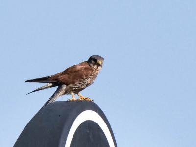 Faucon crécerelle Falco tinnunculus Linnaeus, 1758