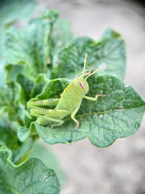Criquet égyptien Anacridium aegyptium (Linnaeus, 1764)