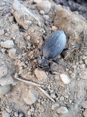 Carabe chagriné Carabus coriaceus Linnaeus, 1758