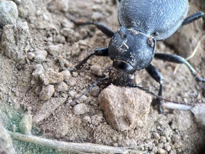 Carabe chagriné Carabus coriaceus Linnaeus, 1758