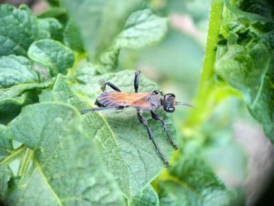 Prionyx subfuscatus (Dahlbom, 1845)