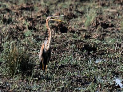 Héron pourpré Ardea purpurea Linnaeus, 1766