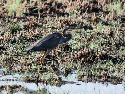 Héron pourpré Ardea purpurea Linnaeus, 1766