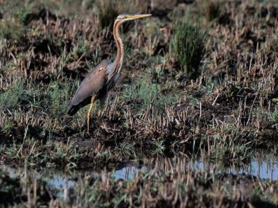 Héron pourpré Ardea purpurea Linnaeus, 1766