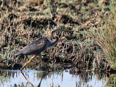 Héron pourpré Ardea purpurea Linnaeus, 1766