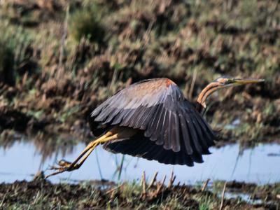 Héron pourpré Ardea purpurea Linnaeus, 1766