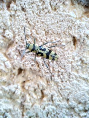 Clyte varié Chlorophorus varius (Müller, 1766)