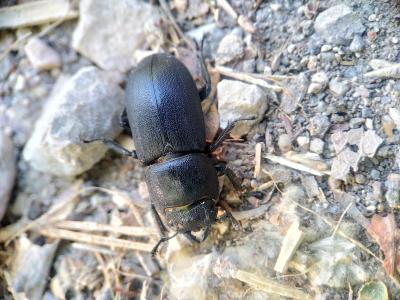 Petite biche, Petite lucane Dorcus parallelipipedus (Linnaeus, 1758)