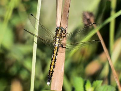 Orthétrum à stylets blancs (L') Orthetrum albistylum (Selys, 1848)