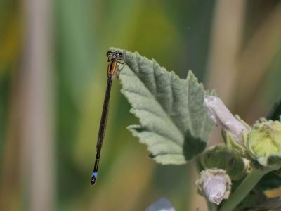 Agrion élégant Ischnura elegans (Vander Linden, 1820)