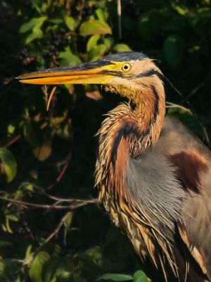 Héron pourpré Ardea purpurea Linnaeus, 1766