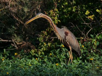 Héron pourpré Ardea purpurea Linnaeus, 1766