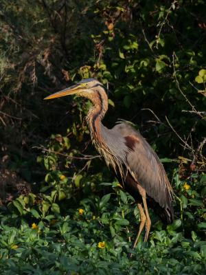 Héron pourpré Ardea purpurea Linnaeus, 1766