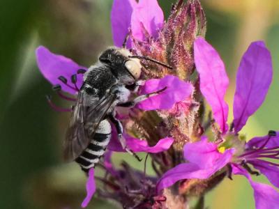  Coelioxys argentea Lepeletier, 1841