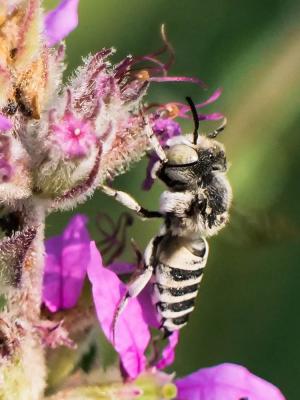  Coelioxys argentea Lepeletier, 1841