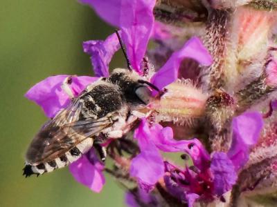  Coelioxys argentea Lepeletier, 1841