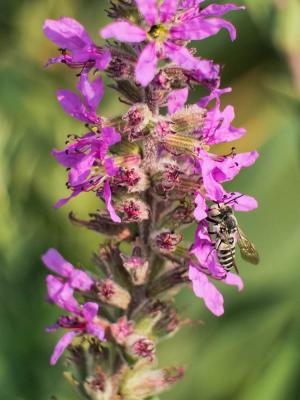  Coelioxys argentea Lepeletier, 1841