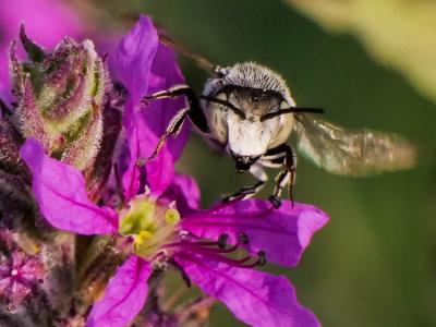  Coelioxys argentea Lepeletier, 1841