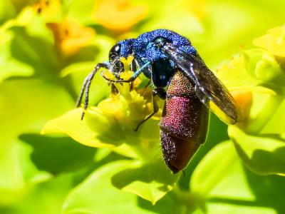  Chrysura refulgens