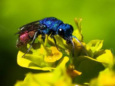  Chrysura refulgens
