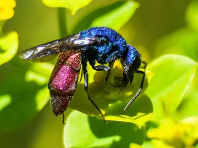  Chrysura refulgens